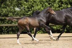 Casall levert veilingtopper