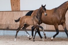 Indian Rock-zoon Phyliss levert €9500 op!