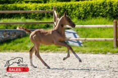 HorseSales.Auction: wachten wordt beloond!