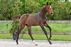 Beloftevolle Horse-Select Auction van start!
