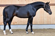 Horse Auction Belgium: opening Summer Editie