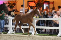 Flanders Foal Auction sluit veulenseizoen af met 20.070 euro gemiddeld