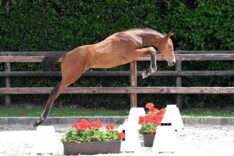 ESI Elite Foal Auction: collection online!