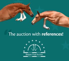Belgian Foal Auction gaat nu toch live!