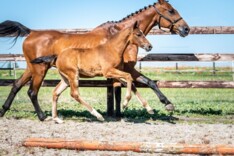 Eerste editie Paardenveilingonline succesvol