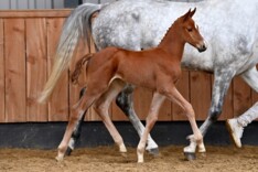 €100.000 voor veilingtopper in May Deals!