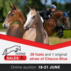 Nieuwe veulenveiling HorseSales.auction