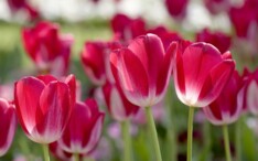 Mei-maand bloemenmaand