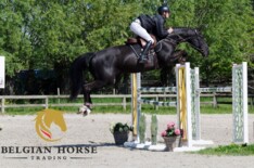 Belgian Horse Trading samen sterk