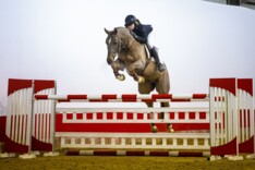 22 landen doen kerstinkopen in Youhorse.auction