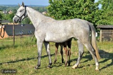 Flanders Mare auction 2015 was weer een succ
