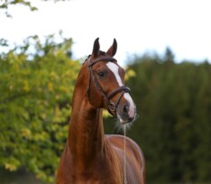 Zweedse ‘Heartbeat’ naar Zangersheide
