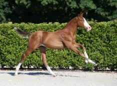 Utamaro d’Ecaussines Z levert veilingtopper met Uptown Girl Felinae DB Z!