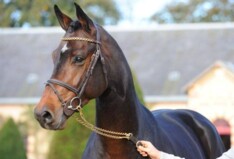 Adagio de Talma goedgekeurd in Holstein