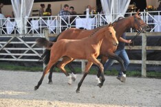 Veulenveiling tijdens De Kraal International