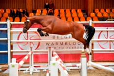 Top editie Flanders Free Jump 2018