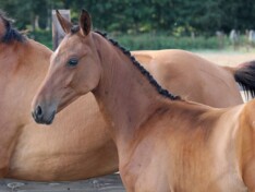 Exclusieve toevoegingen collectie Twinkeling