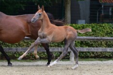 Nieuw: When trotters meets jumpers