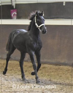 Arabo-Friese fokdag - QC Stables - 16 sept