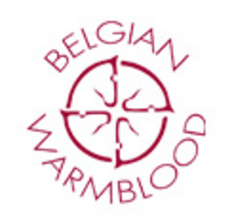 Showdag Jonge Belgische Paarden