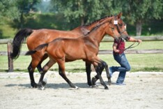 Vannan levert veilingtopper BWP