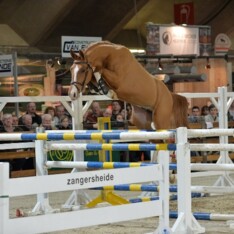 Auction Mechelen komt met vernieuwd concept