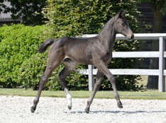 Tweemaal €38.000 tijdens tweede Zangersheide Online Foal Auction