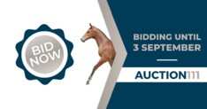 Laatste dag Auction-111