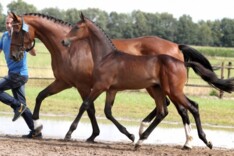 Zangersheide Quality Auction zet record neer