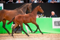 81.000 euro voor veilingtopper Vesuvius
