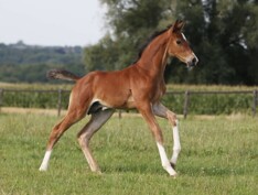 Z Quality Auction levert topper voor 76.000