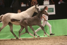 Conor de la Vie Z veilingtopper Borculo!
