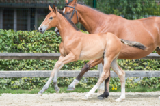 Flanders Foal Auction gemiddelde van 16666