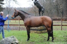 Black Horses koopt deel in Canturano.