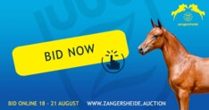 Z Online Auction eindigt vanavond