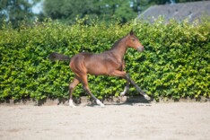 Actueel succes voor veulencollectie Borculo