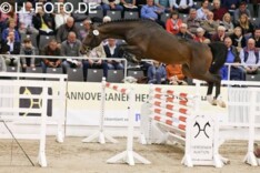 Hunters Studfarm koopt premiehengst Hannover