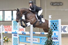 BWP Finale jonge paarden te Lummen