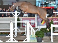 Veulen van Belgian Horses Auction topper BWP
