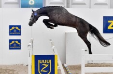 Z Online Auction : veilingtopper naar HDC