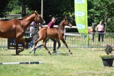 Belgisch Veulenkampioenschap 2017