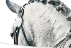 Topdressuursport bij Flanders Dressage Event