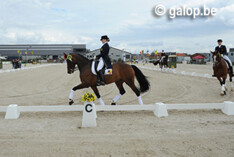 Onderhandse verkoop BWP dressuurveulens