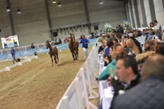 HippoChamp: online in de lift!