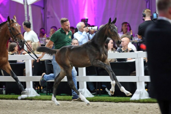 Nieuwe records Flanders Foal Auction: 136.000 euro voor Ornellaia