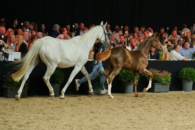 Ermitage Kalone-genen in trek bij Horseman Elite Auction