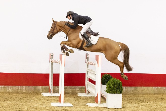 Eerste veilingtopper Youhorse.auction 2026 voor 40.000 euro