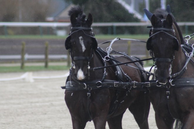 Dries Degrieck net naast podium in dressuur CAI Exloo