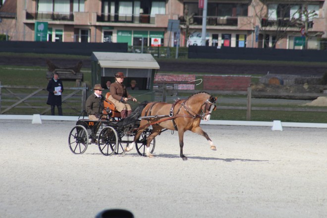 Sylvie Renier aan de leiding in 2* en Julien Vanhoenacker tweede bij vierspan pony’s 3*