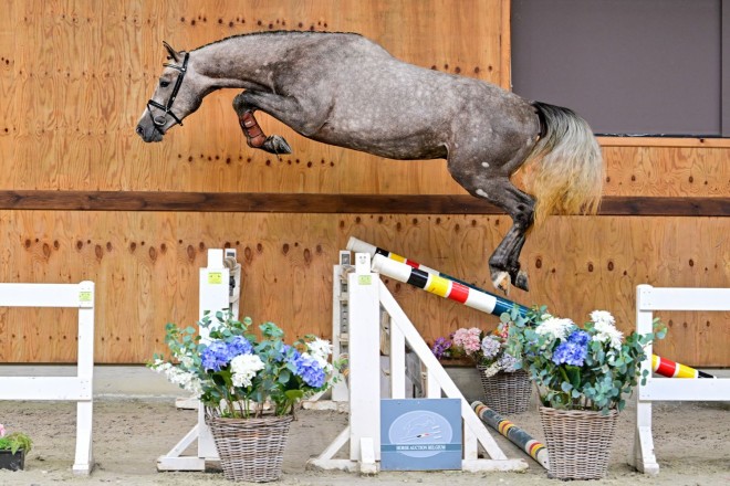 HORSE AUCTION BELGIUM IS OP ZOEK! 🇧🇪